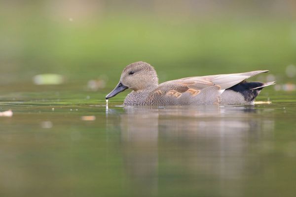 Schnatterente schwimmt ruhig auf einem Wasseroberfläche