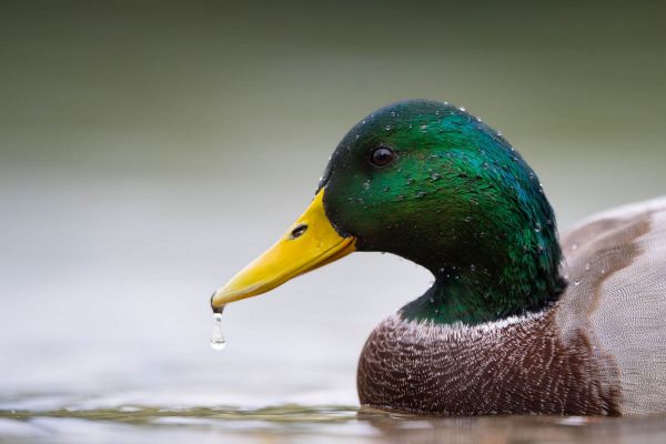 Männliche Stockente mit grünem Kopf und gelbem Schnabel auf dem Wasser.