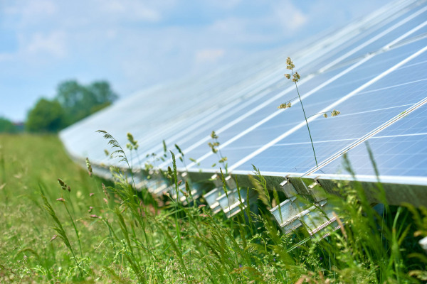Photovoltaikanlage mit wachsenden Gräsern in natürlicher Landschaft.
