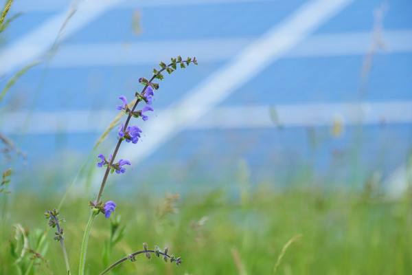 Eine blaue Blütenpflanze im Vordergrund vor Solaranlagen.