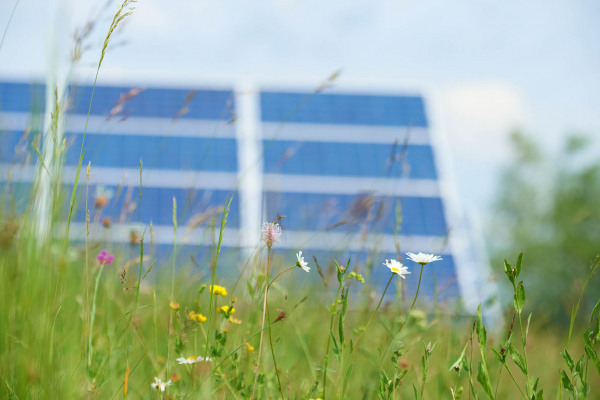 Solaranlage hinter einer Wiese mit Wildblumen und Gräsern.