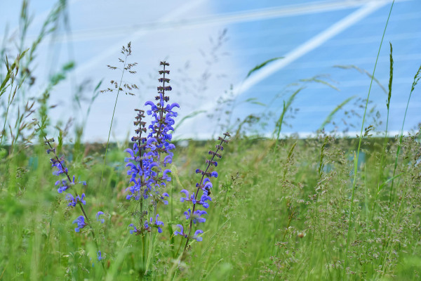 Wiesensalbei blüht in einem Grasfeld vor einer Solaranlage.