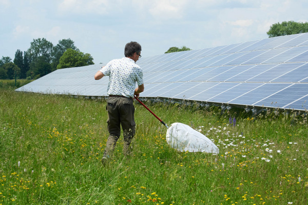 Mensch mit Insektennetz untersucht Wiese neben Solarpanels