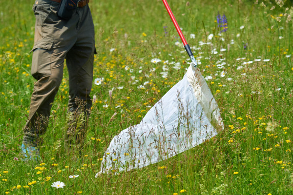 Person mit Insektennetz in einer blühenden Wiese, umgeben von Blumen.