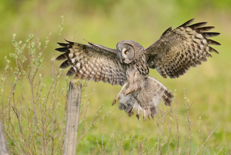 Bartkauz (Strix nebulosa)