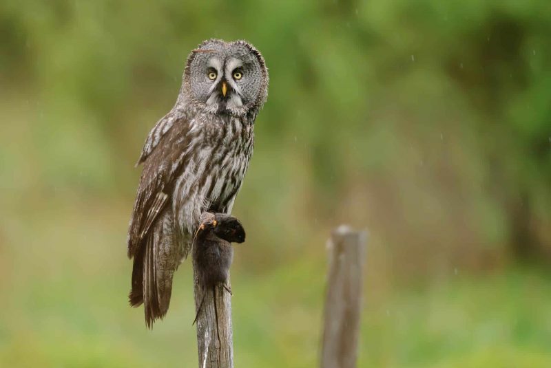 Bartkauz (Strix nebulosa)