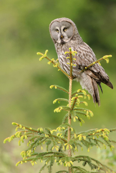 Bartkauz (Strix nebulosa)