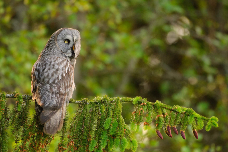 Bartkauz (Strix nebulosa)