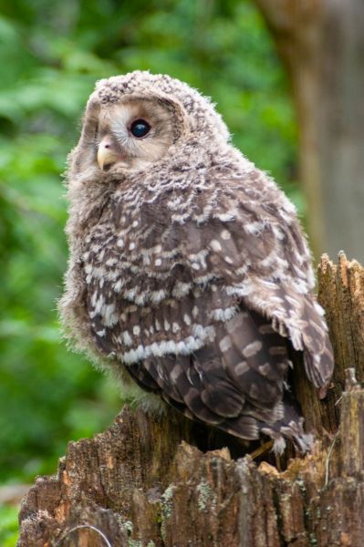 Habichtskauz