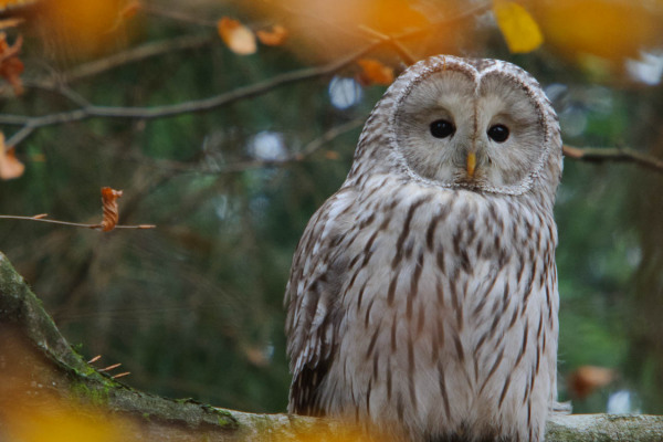 Ein Habichtskauz sitzt auf einem Ast im herbstlichen Wald.