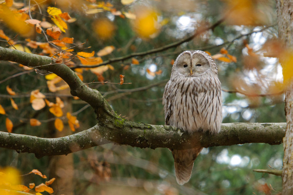Ein Habichtskauz sitzt auf einem Ast in einem herbstlichen Wald.