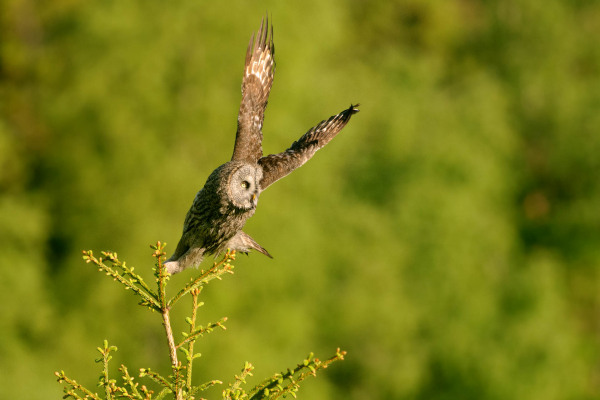 Bartkauz sitzt mit ausgebreiteten Flügeln auf einem Baumstamm in grünem Wald.
