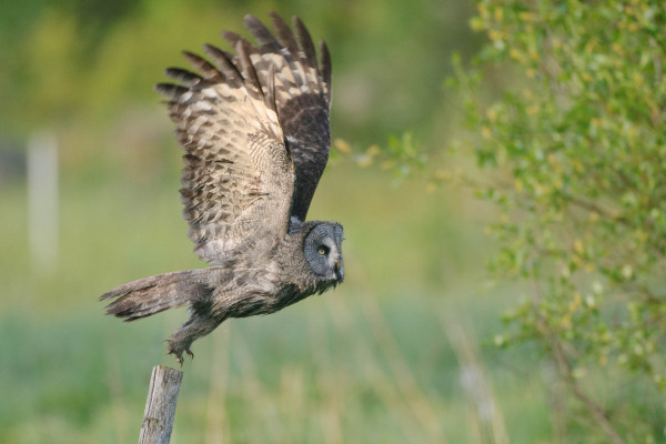 Ein Bartkauz fliegt mit ausgebreiteten Flügeln über eine grüne Landschaft.