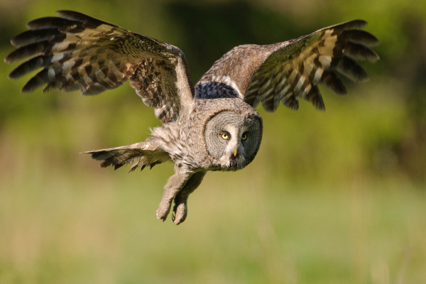 Ein Bartkauz fliegt über eine Wiese, sein Gesichtsschleier ist deutlich sichtbar.