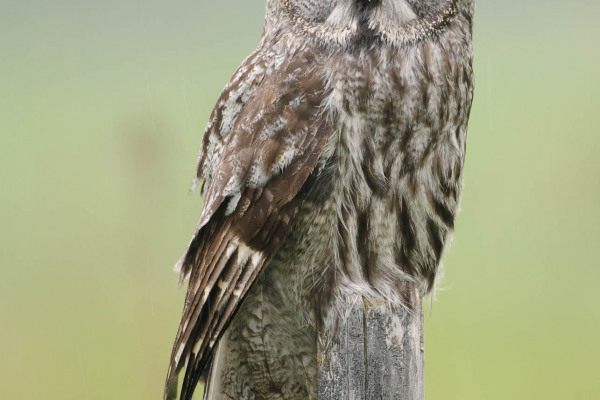 Ein Bartkauz sitzt auf einem Zaunpfahl in seiner natürlichen Umgebung.