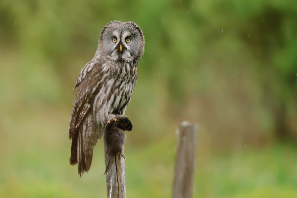 Bartkauz sitzt aufmerksam auf einem Holzpfahl in grüner Landschaft.