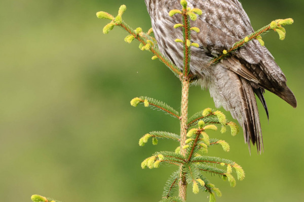 Bartkauz auf einer Tannenspitze mit grünem Hintergrund.