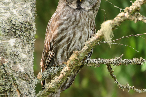 Ein Bartkauz sitzt auf einem Ast in einem bewaldeten Gebiet.