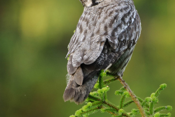 Ein Bartkauz sitzt auf einem Nadelbaumzweig in einem borealen Wald.