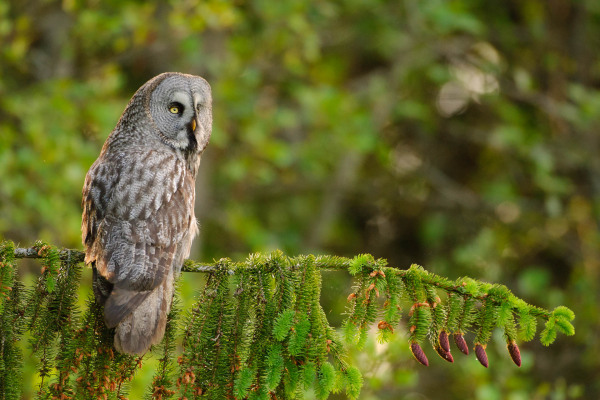 Ein Bartkauz sitzt auf einem Nadelbaumast in einem Wald.