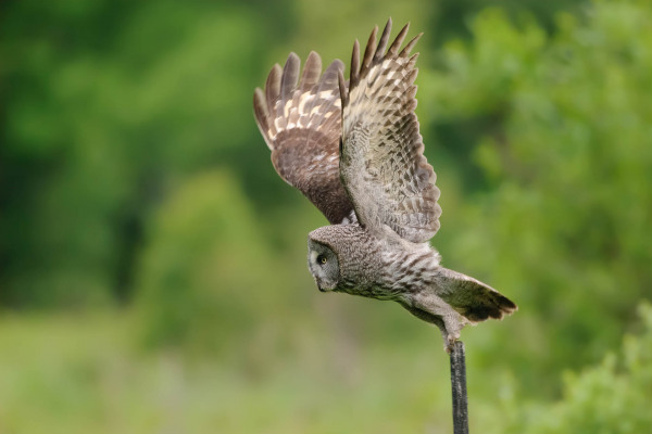 Ein Bartkauz fliegt über eine grüne Waldlichtung.
