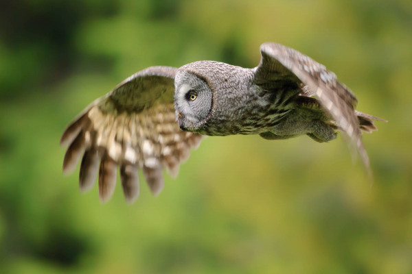 Ein fliegender Bartkauz mit ausgebreiteten Flügeln vor unscharfem grünem Hintergrund.