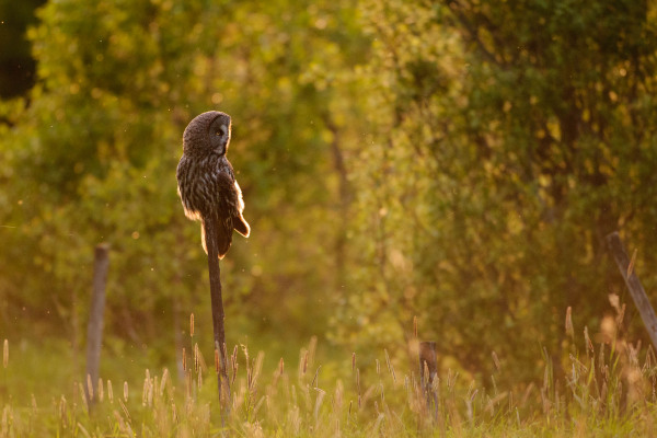 Bartkauz sitzt auf Pfosten in einer Graslandschaft bei Tageslicht.