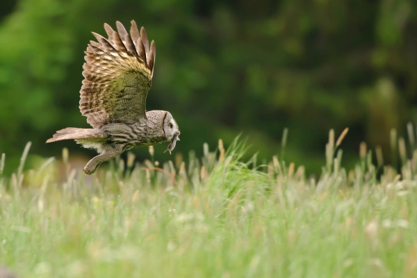 Bartkauz fliegt niedrig über eine grüne Wiese, Beute erspähend.