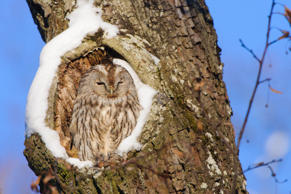 Waldkauz sitzt in schneebedeckter Baumhöhle und ruht.