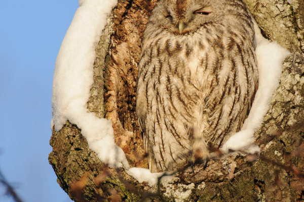 Waldkauz sitzt in schneebedeckter Baumhöhle und ruht.
