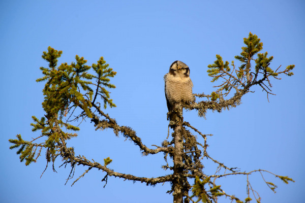 Sperbereule sitzt auf der Spitze eines Nadelbaums gegen klaren Himmel.