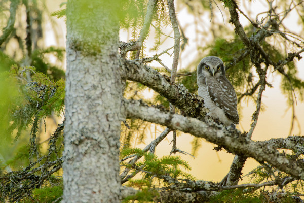 Sperbereule sitzt zwischen Ästen eines Nadelbaums im Wald, blickt nach vorn.