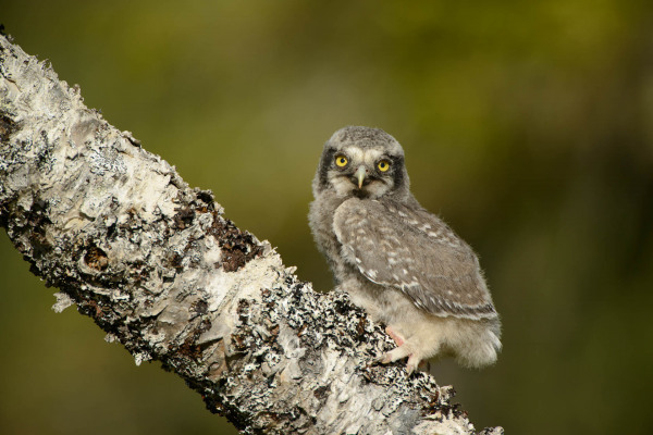 Junge Sperbereule sitzt auf einem Baumstamm in einem Waldgebiet.