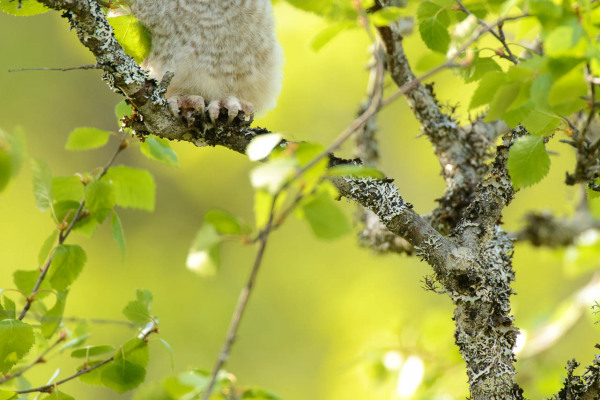 Sperbereule sitzt auf einem Birkenzweig, umgeben von grünen Blättern.