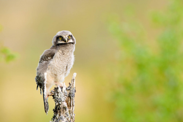 Eine junge Sperbereule sitzt auf einem Ast in einer grünen Umgebung.
