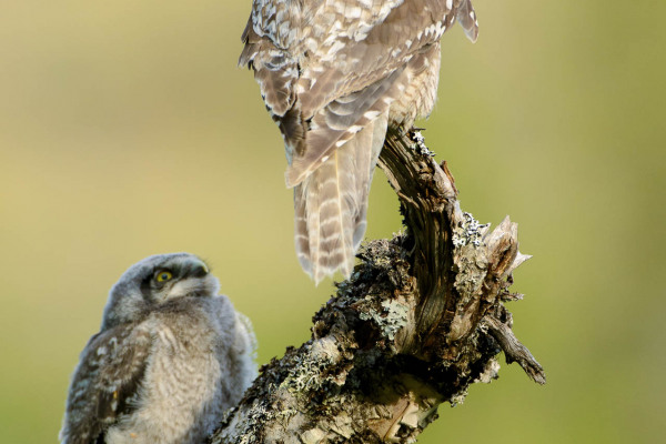 Sperbereule mit Jungtier sitzt auf einem Ast in einer borealen Landschaft.