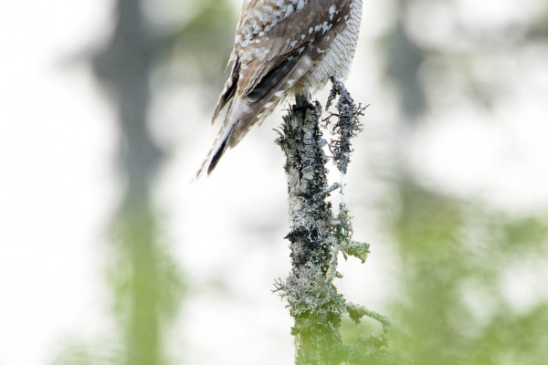 Sperbereule sitzt auf einem moosbewachsenen Ast in einem Wald.