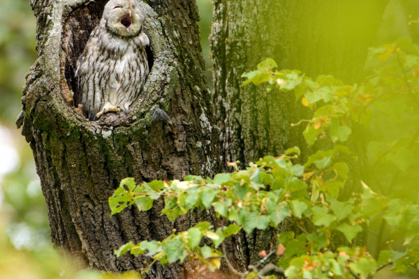 Waldkauz sitzt in einer Baumhöhle, umgeben von Laub.