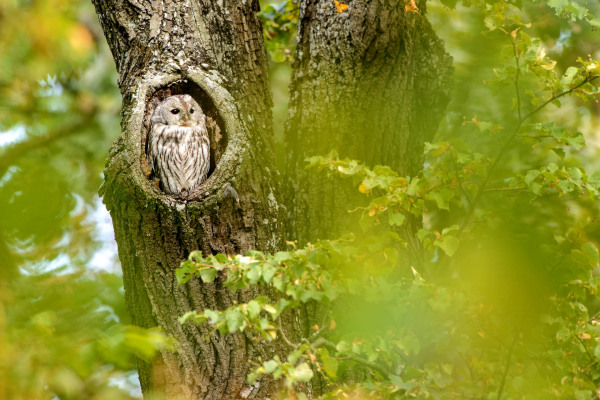 Ein Waldkauz sitzt wachsam in einer Baumhöhle, umgeben von Blättern.