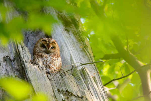 Ein Waldkauz sitzt in einer Baumhöhle umgeben von grünem Laub.