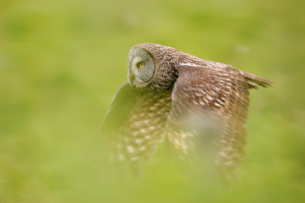 Ein Bartkauz fliegt lautlos mit ausgebreiteten Flügeln über eine grüne Wiese.