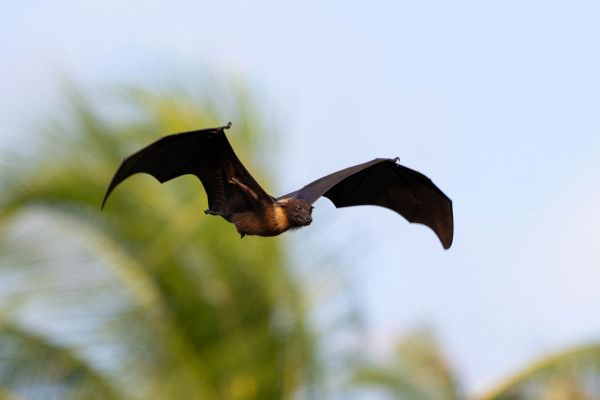 Ein Flughund mit geöffneten Flügeln fliegt vor unscharfem Palmhintergrund.
