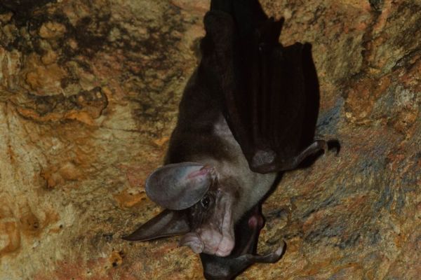 Falsche Vampirfledermaus hängt kopfüber in einer Höhle mit großen Ohren.