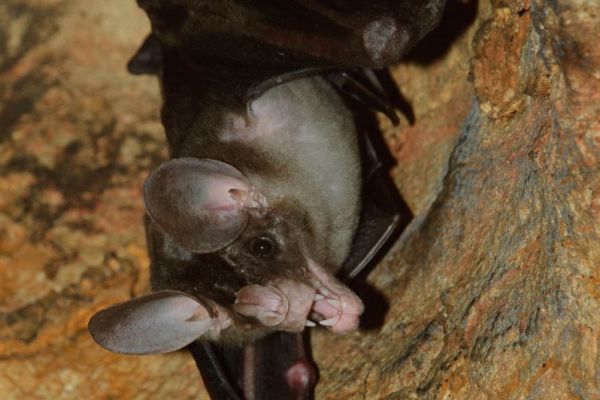 Falsche Vampirfledermaus mit großen Ohren an einer Höhlenwand hängend.