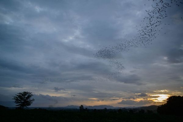 Schwarm von Fledermäusen zieht in der Dämmerung über eine Landschaft.