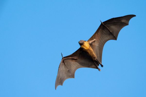 Flughund mit ausgebreiteten Flügeln am Himmel, von unten gesehen.