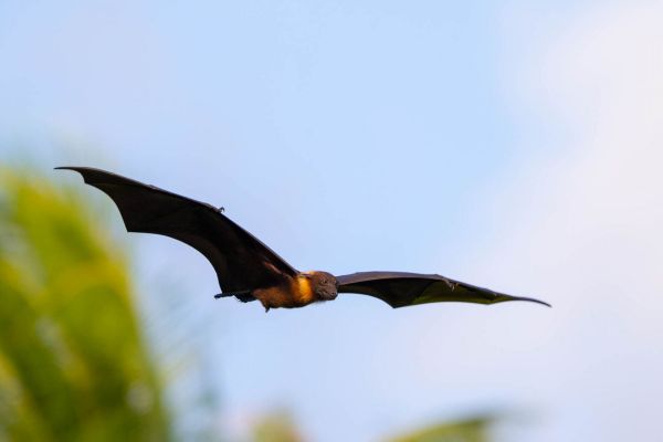 Flughund fliegt über eine tropische Landschaft mit blauem Himmel.
