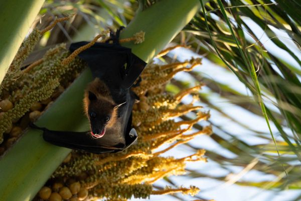 Flughund hängt in einer Palme und sucht nach Früchten.