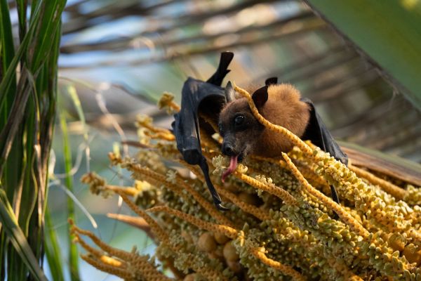 Ein Flughund hängt an einer Pflanze und frisst in einem tropischen Umfeld.