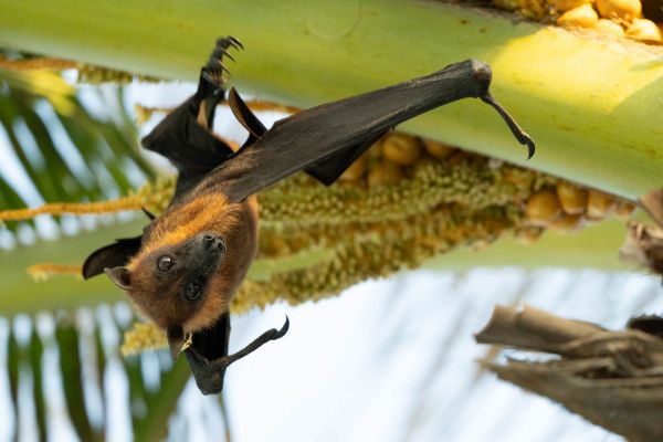 Ein Flughund hängt kopfüber an einer Palme in tropischer Umgebung.